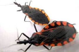 Dedetizadora na zona oeste de São Paulo para barbeiros