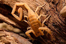 controle de escorpiões