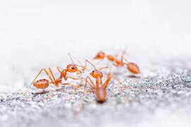 controle de formigas