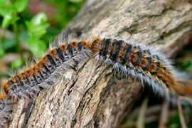 Dedetizadora na zona oeste de São Paulo para mandruvas