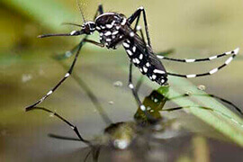 controle de mosquitos