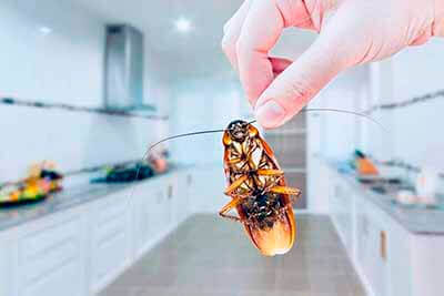 dedetizadora 24 horas - dedetização