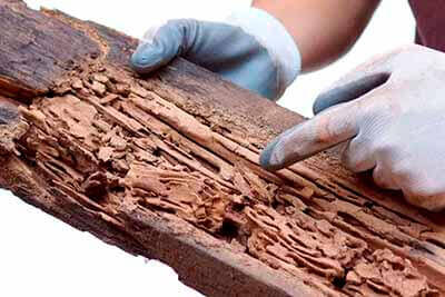 dedetizadora 24 horas - descupinização