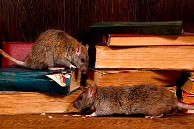 dedetizadora 24 horas - desratização