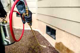 dedetizadora 24h Kalec