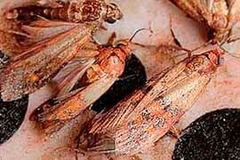 dedetizadora 24h insetos voadores