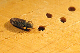 dedetização brocas