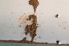 dedetização carunchos