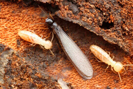 dedetização cupins coleopteros