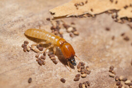 dedetização cupins de madeira-seca