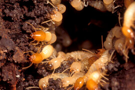 dedetização cupins subterrâneos