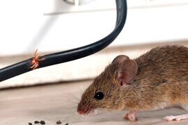 desratização de camundongos