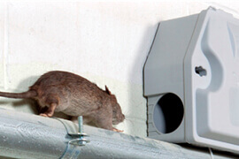 desratização de ratazanas