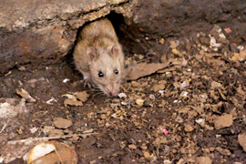 desratização de ratos de esgoto<