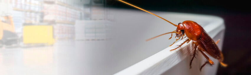 dedetização de insetos rasteiros