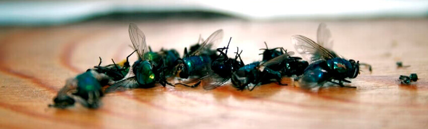 dedetização de insetos voadores