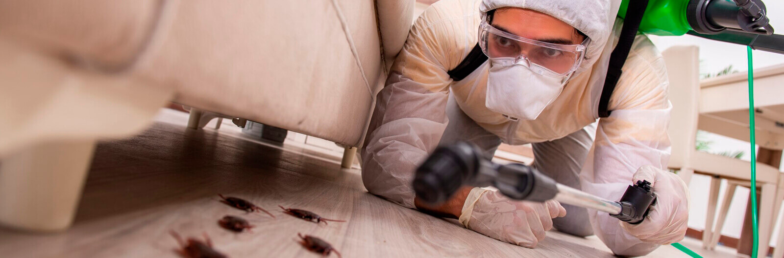 dedetizadora 24 horas