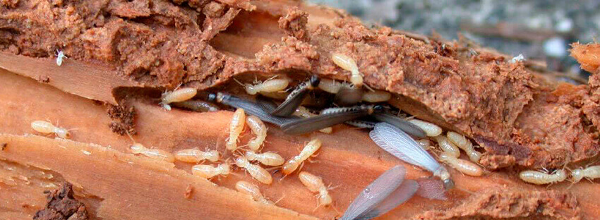 Dedetização de cupins 24h